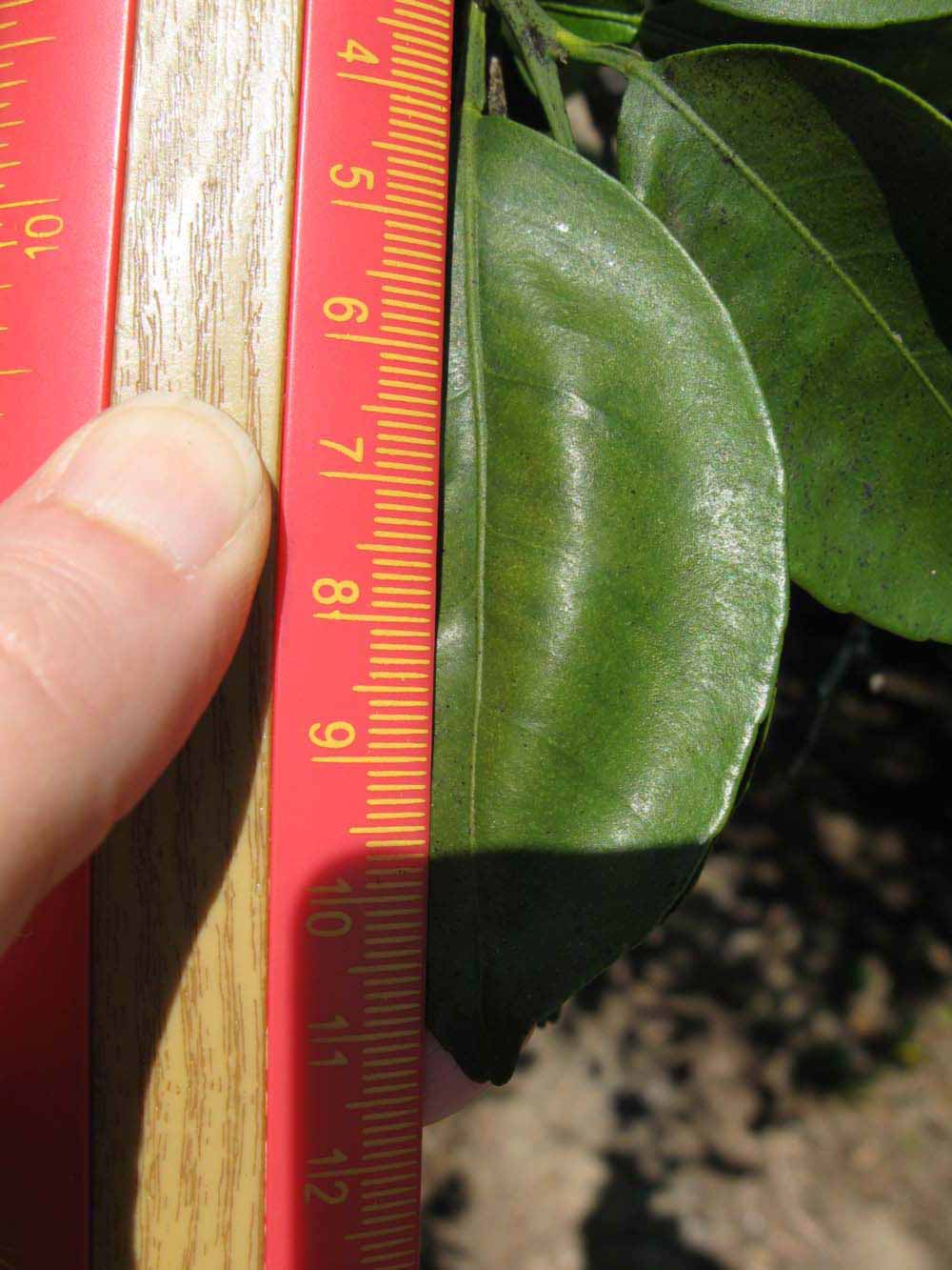              Unifoliolate leaf (Winter Haven, FL)       